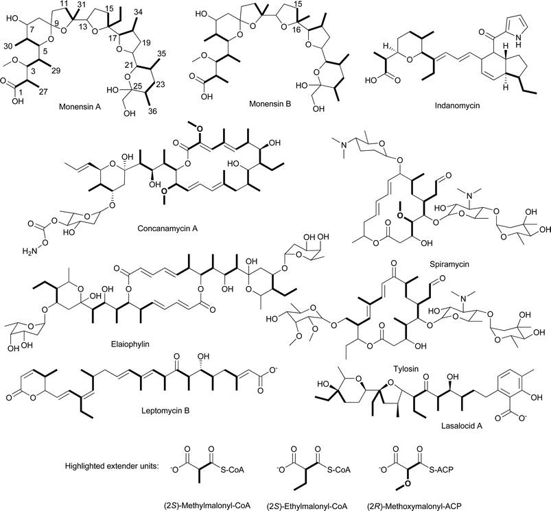 Chemical structures of natural products that incorporate (2S)-methylmalonyl-CoA, (2S)-ethylmalonyl-CoA, or (2R)-methoxymalonyl-ACP extender units.