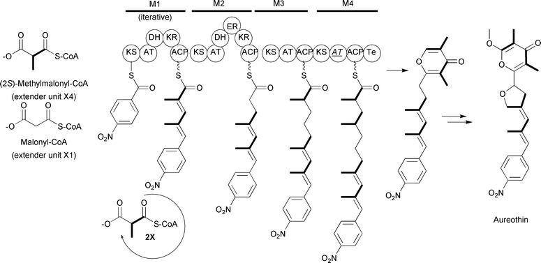 Schematic of the type I PKS involved in aureothin biosynthesis. The domain abbreviations are as in the text with the addition of A̲T̲ representing an inactive AT domain.