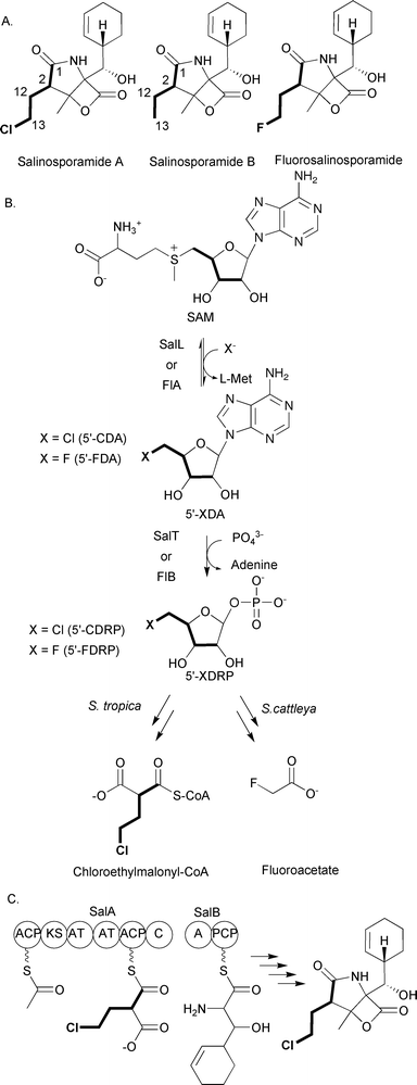 A) Chemical structures of salinosporamide A, salinosporamide B, and fluorosalinosporamide; B) Schematic of chloroethylmalonyl-CoA biosynthesis by S. tropica and fluoroacetate biosynthesis by Streptomyces cattleya; C) Megasynthase involved in chloroethylmalonyl-CoA incorporation and salinosporamide A biosynthesis.