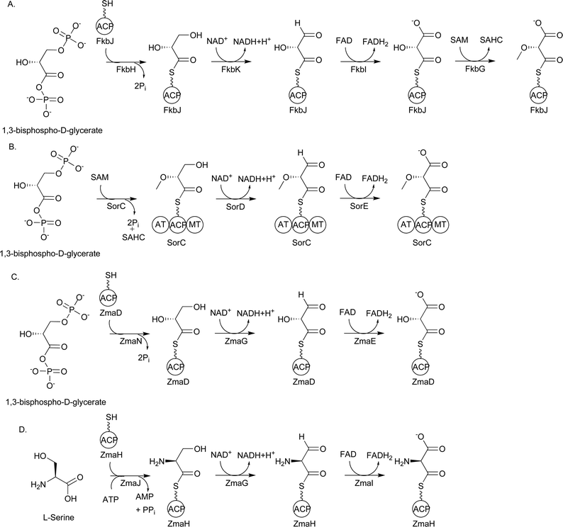 A) Proposed biosynthetic pathway for FkbH-dependent (2R)-methoxymalonyl-ACP formation; B) Proposed biosynthetic pathway for (2R)-methoxymalonyl-ACP formation during soraphen A biosynthesis; C) Biosynthetic pathway for (2R)-hydroxymalonyl-ACP formation during zwittermicin A biosynthesis; D) Biosynthetic pathway for (2S)-aminomalonyl-ACP formation during zwittermicin A biosynthesis. SAHC = S-adenosylhomocysteine.