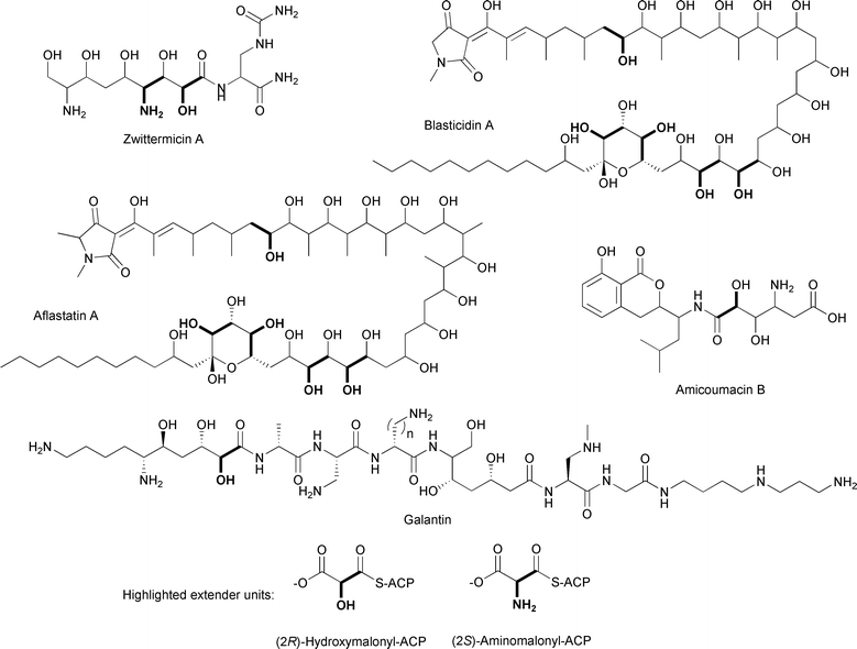 Chemical structures of natural products incorporating (2R)-hydroxymalonyl-ACP or (2S)-aminomalonyl-ACP extender units.