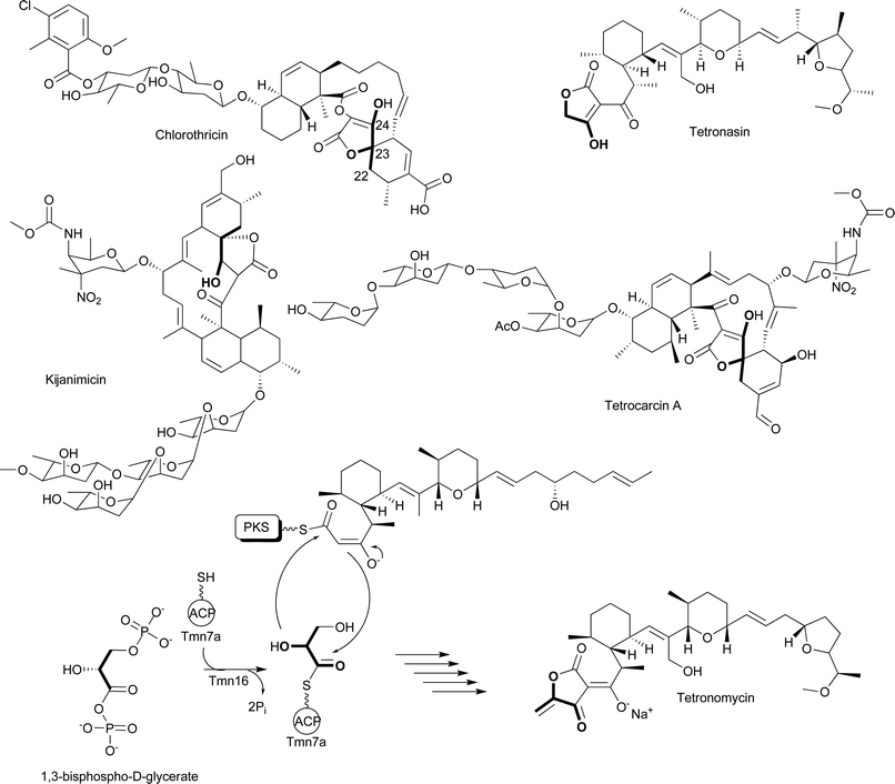 Chemical structures of natural products that incorporate glyceryl-ACP precursors and a proposed scheme for glyceryl-ACP incorporation into tetronomycin.