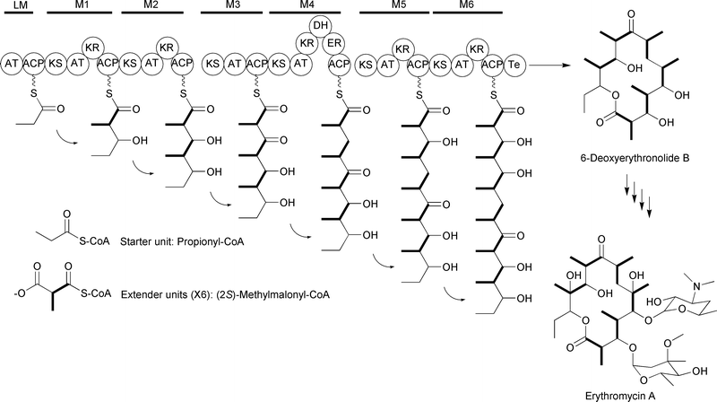 Erythromycin A-associated modular type I PKS incorporating six (2S)-methylmalonyl-CoA extender units. Labeling above the PKS identifies the loading module (LM) and six modules (M1–M6). The abbreviations for domains are in the text. The carbons in bold represent the extender unit incorporation.