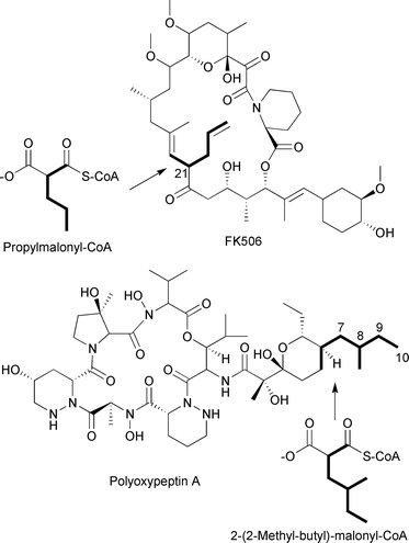 Chemical structures of FK506 and polyoxypeptin A which potentially incorporate propylmalonyl-CoA and 2-(2-methyl-butyl)-malonyl-CoA extender units, respectively.