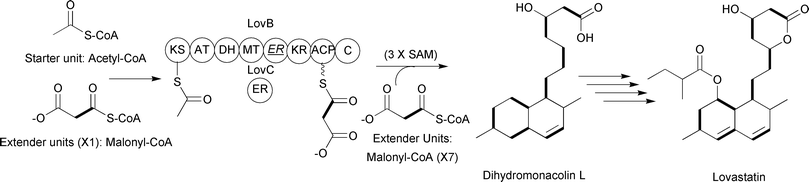 Lovastatin-associated iterative type I PKS incorporating eight malonyl-CoA extender units. The ER domain of LovB is inactive and replaced by the function of LovC.