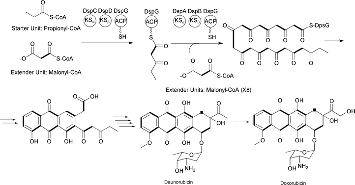 Daunorubicin and doxorubicin-associated type II PKS incorporating nine malonyl-CoA extender units. The KSα enzyme is the KS domain that catalyzes the decarboxylative Claisen condensation of the precursors. The KSβ enzyme controls polyketide length.