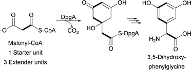 3,5-Dihydroxyphenylglycine-associated type III PKS incorporating three malonyl-CoA extender units.