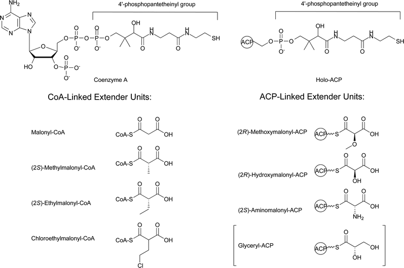 Schematic of CoA, holo-ACP, and the associated extender units. The brackets around glyceryl-ACP denote that it is not a classic extender unit involved in decarboxylative Claisen condensation reactions.