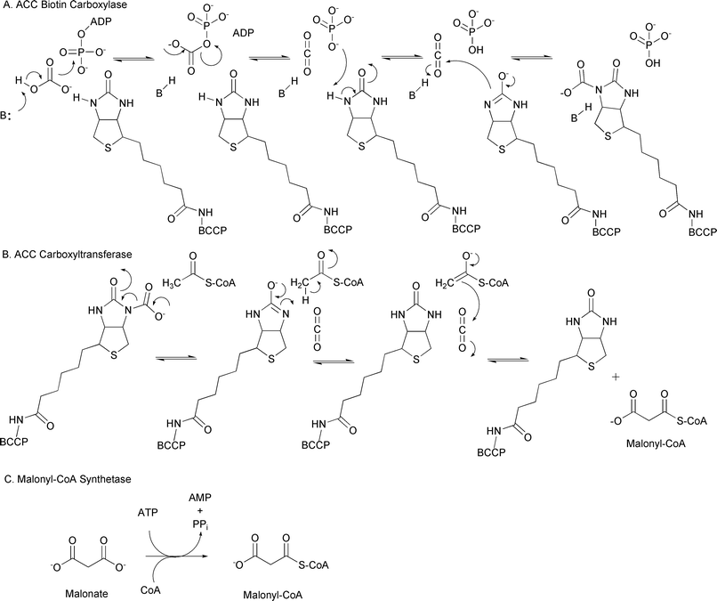 A) Mechanism of carbonate activation and tethering to the biotin cofactor of BCCP; B) Mechanism of the carboxyltransferase reaction generating the extender unit malonyl-CoA; C) The reaction catalyzed by malonyl-CoA synthetase.