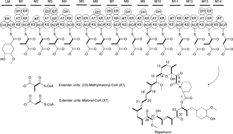 Schematic of the rapamycin modular type I PKS. The AT domains that recognize malonyl-CoA are in bold. The PKS domains that are inactive are italicized and underlined.