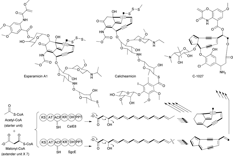 Schematic of the iterative type I PKSs involved in enediyne biosynthesis along with representative enediyne structures. The abbreviations of the enzymatic domains are as described in the text with the addition of PPT, phosphopantetheinyltransferase.