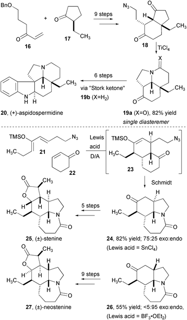 Synthesis stenine and neostenine using tandem Diels-Alder/Schmidt reactions.