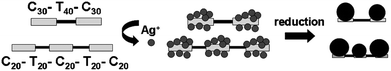 Cartoon depicting the step-wise metallization process resulting in pattered alignment of silver nanoparticles in form of doublets and triplets on the oligonucleotides C30–T40–C30 and C20–T20–C20–T20–C20.