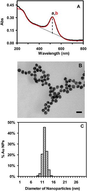 Characterization of size and stability of Au nanoparticles: (A) Representative UV–VIS absorption spectra of 1.20 nM Au nanoparticles well dispersed in egg water at 28 °C for (a) 0 and (b) 120 h, show that the spectra with peak absorbance wavelength at 520 nm remain unchanged for 120 h. The baseline-subtracted absorbance was calculated by subtracting the baseline (dashed line) from the peak absorbance using a well known baseline subtraction method. The full width was then determined at the subtracted half-maximum, giving FWHM = 53 ± 2 nm. (B) Representative HRTEM images of Au nanoparticles show the size and nearly spherical shape of single Au nanoparticles. Scale bar = 20 nm. (C) Histogram of the size distribution of Au nanoparticles measured by HRTEM shows the average size to be 11.6 ± 0.9 nm.