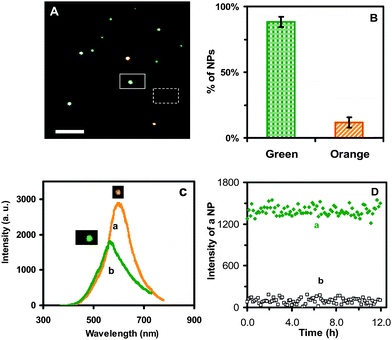 Characterization of the optical properties and photostability of single Au nanoparticles: (A) Representative dark-field optical image of single Au nanoparticles shows that the majority of nanoparticles are green with some being orange. The scale bar represents 2 µm and shows the distance between individual nanoparticles, but not the sizes of nanoparticles, because they were imaged under the optical diffraction limit. (B) Histogram of the color distribution of individual Au nanoparticles shows that (88 ± 4)% of nanoparticles are green and (12 ± 4)% are orange. (C) Representative LSPR spectra of single Au nanoparticles with peak wavelengths (λmax) at 565 nm (green) (FWHM = 75 nm) and 600 nm (orange) (FWHM = 59 nm). (D) Plots of the scattering intensity of (a) a representative single green Au nanoparticle and (b) the background vs. illumination time, shows that the intensity of the nanoparticle remains unchanged over time, demonstrating its photostability.