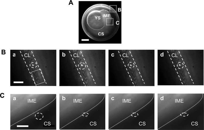 Real-time imaging of the diffusion and transport of single Au nanoparticles in a cleavage-stage zebrafish embryo. (A) Optical image of the cleavage-stage embryo shows chorion, chorionic space (CS), yolk sac (YS), and inner mass of embryo (IME), acquired by CCD camera. The transport of single Au nanoparticles at the interface of the chorion with egg water and at the interface of CS with the IME is illustrated in (B–C), respectively. Scale bar = 200 µm. (B) Sequential dark-field optical images of the chorionic layer (CL) illustrate the transport of single Au nanoparticles (circle), from the egg water into the CS via chorionic pore canals (square). The array of well-organized chorionic pore canals is clearly visualized and determined as 0.5–0.7 µm in diameter, with each pore about 1.5–2.5 µm apart. The straight dashed lines outline the CL. The time interval between: (a) and (b) is 2.75 s; (b) and (c) is 3.92 s; and (c) and (d) is 5.10 s. Scale bar = 10 µm. (C) Sequential dark-field optical images of the interface of CS with the IME illustrate the transport of single Au nanoparticles (circle), from the CS into the IME. The dotted lines outline the interface of the CS and the IME. The time interval between: (a) and (b) is 5.88 s; (b) and (c) is 5.89 s; and (c) and (d) is 3.14 s. Scale bar = 20 µm. Note that we used the LSPR spectra of the nanoparticles, which are similar to those observed in Fig. 2C, to identify Au nanoparticles diffusing inside the embryos.