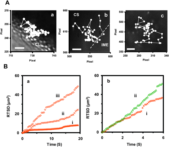 Characterization of transport and diffusion trajectories of single Au nanoparticles in a cleavage-stage embryo. (A) Diffusion trajectories of an orange Au nanoparticle at (a) the exterior surface of the CL, (b) at the interface of CS with the IME, and (c) in the CS. Scale bar = 5 µm. (B) Plots of real-time square displacement (RTSD) of single Au nanoparticles as a function of time: (a) from the diffusion trajectories (a–c) shown in (A), illustrating that the orange Au nanoparticle shows (i) restricted diffusion, with D = 2.3 ± 1.9× 10−9 cm2 s−1 at the exterior surface of CLs; (ii) partially restricted diffusion, with D = 3.3 ± 2.4× 10−9 cm2 s−1 at the interface of CS and the IME; and (iii) random Brownian motion, with D = 4.9 ± 0.8× 10−9 cm2 s−1 in CS, respectively. (b) from representative (i) orange and (ii) green Au nanoparticles in egg water. Both nanoparticles display random Brownian motion with D = 1.3 ± 1.0 × 10−8 cm2 s−1 and 2.7 ± 2.5× 10−8 cm2 s−1, respectively.