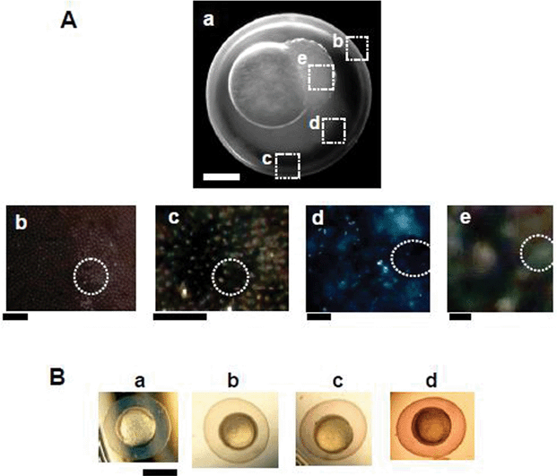 Characterization of Au nanoparticles in zebrafish embryos using DFOMS. (A) Representative optical image of (a) a cleavage-stage embryo shows single Au nanoparticles with multiple colors in (b) the intra- and (c) extra- surface of CL, illustrating well-organized chorionic pores; (d) in CS and (e) in the IME, as squared in (a). The tissue offers a dark-background, while embedded single Au nanoparticles give off LSPR spectra (colors). A few representative nanoparticles embedded in the tissues of interest are circled in (b–e) to help the identification of nanoparticles. We have not highlight all embedded Au nanoparticles, in order to enhance the clarity of the presentation. Scale bar = 200 µm in (a), 20 µm in (b–c), 10 µm in (d), and 1 µm in (e), which shows the distance between individual nanoparticles, but not the sizes of nanoparticles, due to the optical diffraction limit of optical imaging. The enlarged images of (b–e) are included in the ESI. (B) Optical images of the gastrulation-stage embryos in (a) egg water alone and incubated with (b) 0.05, (c) 0.20, and (d) 1.20 nM Au nanoparticles for 4 h since its cleavage stage. The embryos in (b–d) show the light-red and dark-burgundy color of Au nanoparticles, suggesting that the amount of accumulated Au nanoparticles in the embryos increases with concentration. Scale bar = 500 µm. Note that the cleavage-stage embryos develop to the gastrulation stage in 4 h. Color images in (A: b–c) and (B) were acquired by DFOMS equipped with a color digital camera, while the image in (A: a) was acquired using a CCD camera.