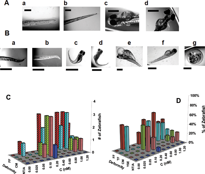 Normal and deformed zebrafish resulting from chronic treatment with Au nanoparticles since their cleavage stage. (A) Representative optical images of normally developed zebrafish showing the normal development of the (a) finfold (FF); (b) tail/spinal cord; (c) cardiac and yolk sac; and (d) head and eyes. Scale bar = 500 µm. (B) Representative optical images of zebrafish at a given concentration of Au nanoparticles showing several deformities such as (a–b) finfold abnormality; (c–d) tail/spinal cord flexure and truncation (TF); (e–f) cardiac malformation (CM) and yolk sac edema (YSE); and (g) acephaly and no tail (NT/A). Scale bars = 250 µm (a, b), 1000 µm (c–f), and 500 µm (g). (C) Histograms of numbers of deformed zebrafish with each type of deformity vs. concentration of Au nanoparticles. (D) Histograms of the percentages of deformed zebrafish with each type of deformity vs. concentration of Au nanoparticles. The percentage of deformed zebrafish with each type of deformity was calculated by dividing the number of one given type of deformed zebrafish with the total number of all five types of deformed zebrafish observed at a given concentration of nanoparticles, aiming to show possible dependence of types of deformation on nanoparticle concentration. Abbreviations of deformities in (C) and (D) are represented as follows: finfold (FF) abnormality in red, tail/spinal cord flexure and truncation (TF) in cyan, cardiac malformation (CM) in green, yolk sac edema (YSE) in pink, no tail and acephaly (NT/A) in blue.