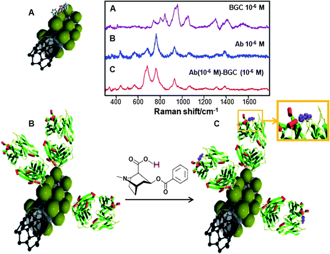 Schematic representation (green spheres represent Ag NPs on which the analytes can be retained) and SERS spectra of the direct (A) and the label-free specific indirect detection of BCG on CNT@Ag (B and C). (B) corresponds to the Fab mAb fragments adsorbed on the CNT@Ag substrate whereas (C) depicts the complexed mAb–BCG system.29