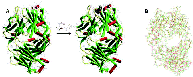 (A) Molecular structure of the Fab mAb fragment directed against BCG before and after conjugation with BCG. (B) Overlapped molecular structure showing the slight structural differences between the free Fab antibody fragments (green) and the conjugated system (red). These structures can be accessed free of charge in the Protein Data Bank (access numbers: 1RFD and 1QYG).34