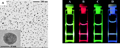 
          TEM image of doped NaYF4 (left picture) and photograph of the dispersed nanoparticles in DMSO illuminated under UV light (right picture). Reproduced with permission from reference 4. Copyright Wiley VCH, 2004.