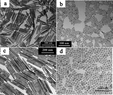 
          TEM images of NaYF4nanoparticles doped with 71.4% Eu3+ (A), 5% Eu3+ (B), 71.4% Tb3+ (C), 5% Tb3+ (D). Reproduced with permission from reference 17. Copyright American Chemical Society, 2007.