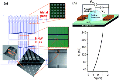 (a) Schematic illustration of a fabricated SiNW array, optical images of the metal pads and SiNW array, an SEM image and zoomed-in SEM image of a cluster of five SiNWs, and a TEM image of a SiNW cross-section are depicted in clockwise order. (b) Schematic illustration of a SiNW FET for biosensing. While a voltage bias (Vds) is applied across the SiNW, its drain–source current (Ids) can be continuously monitored. When a gate voltage (Vg) is applied to the solution bathing the SiNW, the current varies. As demonstrated in the bottom, with Vds = 200 mV, the conductance of the n-type SiNW (G) increased dramatically from 29.2 to 238.0 nS as Vg is swept from −1 to +1 V. The transconductance at Vg = 0 V is ∼0.1 nS mV−1.