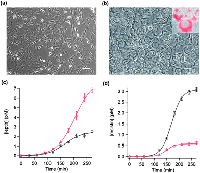 
          Phase-contrast TEM images of 3T3-L1 cells before (a) and after (b) differentiation into adipocytes (the white scale bars correspond to 100 µm). The inset in (b) shows the oil red-staining of the fat droplets inside the adipocytes. The kinetics of leptin (c) and resistin (d) secretion from 3T3-L1 adipocytes are shown. Two dually functionalized SiNW chips were used to analyze the aliquots of culture medium collected from a flask of cell culture over a time period of 4.5 h with (red triangles) and without (black circles) GPI stimulation, respectively. Each data point is an average of measurements taken from five SiNWs on the same chip. The error bars represent the standard deviations. Leptin and resistin concentrations were determined based on the changes in SiNW conductance and the calibration curves presented in Fig. 3. Each data set is fitted to a sigmoidal function: Csat/(1 + exp((thalf − t)/τ)) to obtain the saturation concentration (Csat), half-time (thalf), and time constant (τ). For basal leptin secretion, Csat = 2.54 pM, thalf = 166.4 min, and τ = 33.5 min. For GPI-stimulated leptin secretion, Csat = 7.98 pM, thalf = 204.5 min, and τ = 34.7 min. For basal resistin secretion, Csat = 3.09 pM, thalf = 169.6 min and τ = 20.6 min. For GPI-stimulated resistin secretion, Csat = 0.59 pM, thalf = 149.3 min, and τ = 17.8 min.