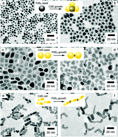 
          TEM images of (a,b) flower-shaped PdxCdyS/CdS, (c,d) dumbbell-shaped CdS/PdSx/CdS patchy NPs and (e,f) CdS/PdSx/CdS nanochains, where (a), (c) and (e) are each starting seed, respectively. Insets show the schematic illustrations of the formation mechanism. (from ref. 29, T. Teranishi et al., Chem. Commun., 2009, 2724, with permission from Royal Society of Chemistry, 2009).