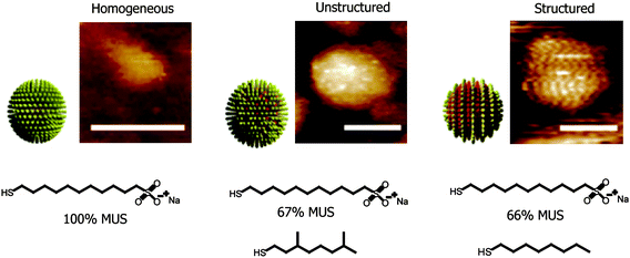 Schematic diagrams of the ligand shell structure of the nanoparticles and representative STM images (scale bars 5 nm). Reprinted with permission from ref. 20 (Copyright 2008 Nature Publishing Group).