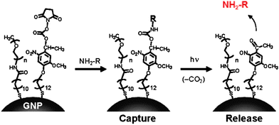 Capture and release of amines on AuNPs having a photocleavable succinimidyl ester. Reprinted with permission from ref. 44 (Copyright 2009 The American Chemical Society).