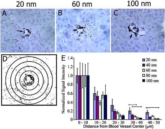 Particle-size-dependent permeation of the tumor interstitial space. (A–C) Histological samples were obtained for 20, 60, and 100 nm particle sizes at 8 h post-injection (HPI). (D) ImageJ software was used to generate contrast-enhanced images for densitometry analysis. (E) Densitometry signal was quantified at 10 mm distances away from blood vessel centers 8 HPI and was normalized to the signal at 0–10 µm. Reprinted with permission from ref. 24 (Copyright 2009 The American Chemical Society).