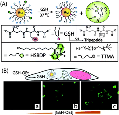 (A) Schematic illustration of GSH-mediated surface monolayer exchange reaction/payload release. (B) Fluorescence images of MEF cells displaying GSH-controlled release of the fluorophore after incubation with 0, 5, and 20 mM GSH-OEt.