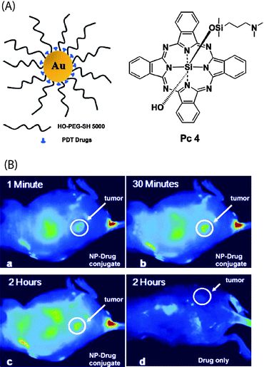 (A) Structure of the water-soluble AuNPs as a PDT drug delivery agents, Pc 4 structure (B) Fluorescence images of a tumor-bearing mouse after being injected with AuNP-Pc 4 conjugates in normal saline (0.9% NaCl, pH 7.2), (a) 1 min, (b) 30 min, and (c) 120 min after intravenous tail injection. Any bright signal is due to Pc 4 fluorescence. For comparison, a mouse that got only a Pc 4 formulation without the AuNP vector injected is shown in panel (d). No circulation of the drug in the body or into the tumor was detectable 2 h after injection without the AuNPs as drug vector. Reprinted with permission from ref. 40 (Copyright 2008 The American Chemical Society).