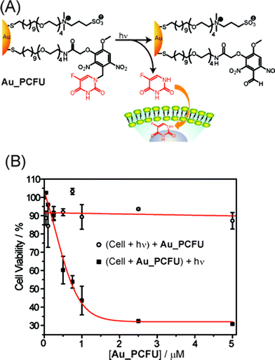 (A) Photochemical reaction (365 nm) of Au_PCFU and delivery of payload to cell. (B) Cytotoxicity of different concentrations of Au_PCFU under uncaging and control conditions. The IC50 value was 0.7 µM per particle, 11.9 µM per drug.