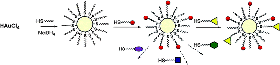 Formation of AuNPs using the Schiffrin reaction and a mixed monolayer of AuNPs using the Murray place-exchange reaction.