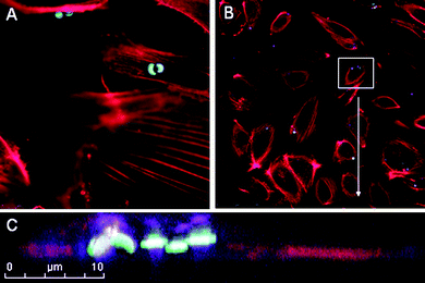 Perinuclear localization of S1MPs. HUVECs were incubated with 3.2 µm oxidized S1MPs (5 : 1) for 120 min at 37 °C, followed by staining with Alexa Fluor 555 Phalloidin. Subcellular location was visualized by scanning confocal fluorescence microscopy. Microparticles were visualized by autofluoresence following excitation at 633 nm.
