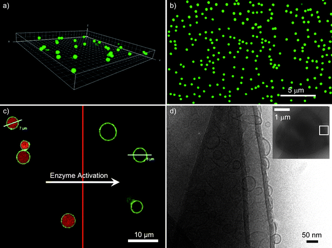 
          Confocal laser scanning microscopy image of the fluorescently-labeled PMA-peptide (PMA-CKKFGAEVVP (KP9)) within (a) 1 µm and (b) 0.5 µm diameter PMA capsules. Images reprinted with permission from ref. 13. (c) AF-546 labeled DNA co-encapsulated with DNase I in AF-488 labeled PMA hydrogel capsules. Triggering the enzymes causes digestion of the DNA and release of the low molecular weight products. Image reprinted with permission from ref. 37. (d) A cryo-transmission electron microscopy image of a capsosome (inset) and a close-up of the PSS/PAH polyelectrolyte shell, which contains intact liposomes. The liposome membranes are visible as black circles. Image reprinted with permission from ref. 46.