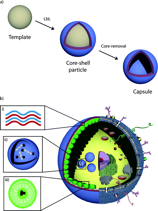 Schematic illustration of (a) LbL assembly (see text for details) to form polymer hydrogel capsules and (b) a synthetic mimic of cells and subcellular organelles derived from LbL capsules. i) The polymer hydrogel membrane provides the structural scaffold and its semipermeability allows for the exchange of nutrients between the interior and exterior environment. ii) A LbL-derived lysosome mimic for the triggered degradation of DNA. iii) Incorporated liposomes compartmentalize the capsule's interior.