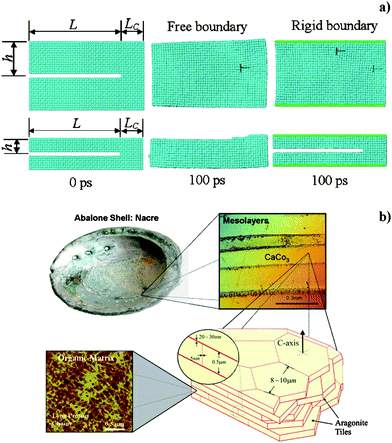 a) Snapshots obtained by molecular dynamics simulation at 300 K at time 0 fs and 100 fs for copper nanoclusters with two different sizes (height of top and bottom cluster is 30 and 14 rows of atoms respectively), in the hypothesis of free and rigid boundaries (central and right columns), with flaws corresponding to the missing two rows of atoms. Reproduced with permission from ref. 5. Copyright (2003) The American Physical Society. b) Overall view of the hierarchical structure of an abalone shell, showing mesolayers, mineral tiles, and tile pull-out in a fracture region. Reproduced with permission from ref. 6. Copyright (2008) Elsevier Science.