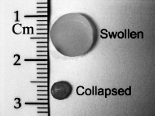 Hydrogels composed of a copolymer of (N-isopropylacrylamide) and acrylamide with embedded silica@gold nanoshells, in the swollen and collapsed states. Reproduced with permission from ref. 51. Copyright (2001) Springer Science.