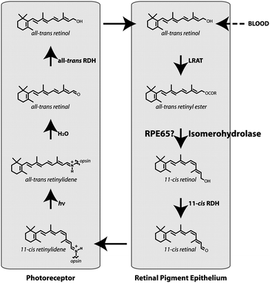 Scheme of the visual retinoid cycle. Reproduced with permission from ref. 21. Copyright (2005) National Academy of Sciences, USA