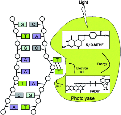 Scheme of direct repair of ultraviolet-induced cyclobutane pyrimidine dimerization by photoreactivation. Photolyase binds to DNA containing a pyrimidine dimer in a light-independent reaction and flips the dimer out into the active-site pocket. Catalysis is initiated by light. The photoantenna cofactor, methenyltetrahydrofolate (5,10-MTHF), absorbs a photon and transfers the excitation energy to the catalytic flavincofactor, FADH−. Then, the excited state FADH− transfers an electron to the pyrimidine dimer, splitting the dimer into two pyrimidines. The electron returns to the flavin radical to regenerate FADH−, and the enzyme dissociates from the repaired DNA. Reproduced with permission from ref. 24. Copyright (2004) Annual Reviews.