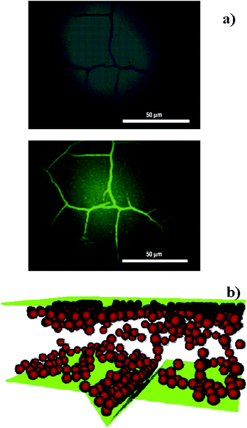 a) Bright-field (top) and fluorescence (bottom) microscopy images of a cracked silica surface on a poly(methyl methacrylate) layer containing 3 nm CdSe/ZnSe nanoparticles coated with poly(ethylene oxide). Reproduced with permission from ref. 40. Copyright (2007) Nature Publishing Group. b) The geometry adopted for molecular dynamics simulations of nanoparticle migration from a matrix of melted polymer into a notch in the underlying substrate. Nanoparticles are in red, the container walls are in green and polymer molecules are not shown for clarity. Reproduced with permission from ref. 42. Copyright (2005) American Chemical Society.