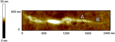 
            AFM image of SWCNT treated with NOSC (0.5 mg/mL) after centrifugation. A = coated region (height = 6.5 ± 1.7 nm, n = 24) and B = uncoated region (height = 2.4 ± 0.8 nm, n = 16).