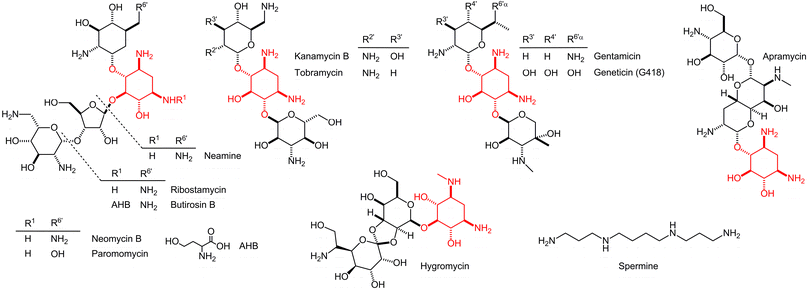 Structures of aminoglycosides containing the 2-deoxystremptamine (2-DOS) core (highlighted in red) used in the screening study.