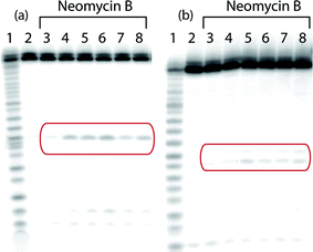 
          PAGE analysis of 32P end-labelled TAR (a) and A-site (b) after incubation with neomycin B, showing a single major cleavage product in each case (highlighted in red). Conditions: 1 µM 32P end-labelled TAR or A-site, 20 mM MOPS (pH 6.5 @ 21 °C), 100 mM NaCl, 12 h reaction time for TAR, 24 h reaction time for A-site, 21 °C. lane 1: alkaline hydrolysis ladder; lane 2: RNA only; lane 3: 1 µM neomycin B; lane 4: 7.5 µM neomycin B; lane 5: 15 µM neomycin B; lane 6: 25 µM neomycin B; lane 7: 25 µM neomycin B, 10 mM EDTA (control); lane 8: 25 µM neomycin B, 10% v/v DMSO (control).