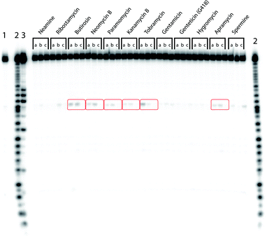 
          PAGE gel analysis of 32P end-labelled TAR after incubation with various aminoglycosides. Conditions: 1 µM TAR (spiked with 32P end-labelled TAR), 50 µM aminoglycoside, 20 mM MOPS (pH 6.5 @ 21 °C), 100 mM NaCl, 5% v/v DMSO (control reactions only), 5 mM EDTA (control reactions only), 24 h reaction time, 21 °C. Lane 1: TAR in buffer only; lane 2: alkaline hydrolysis ladder; lane 3: T1 RNase digestion of TAR (denaturing conditions); lane a: aminoglycoside/TAR; lane b: aminoglycoside/TAR/DMSO; lane c: aminoglycoside/TAR/EDTA.