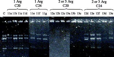 Gel retardation assay. Compounds were complexed with pEGFP-C1 at a N/P charge ratio of 10, loaded in an agarose gel (1% agarose, 1 μg mL−1 ethidium bromide in water), and run at 100 V for 30 min. C = naked pEGFP-C1.